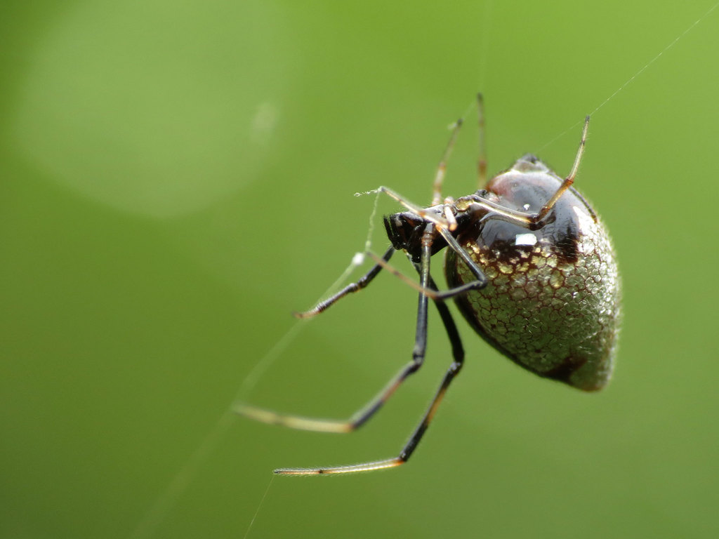 Argyrodes elevatus (American Dewdrop Spider), California species