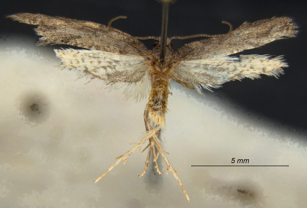 Argyrotaenia franciscana (Orange Tortrix Moth), California species