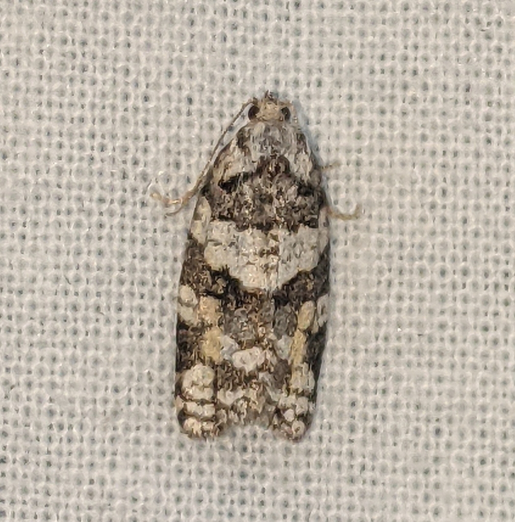 Argyrotaenia provana (Provana Leafroller), California species