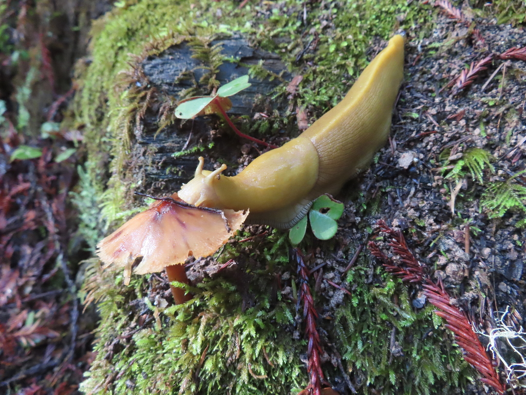 Ariolimax buttoni (Button's Banana Slug), California species