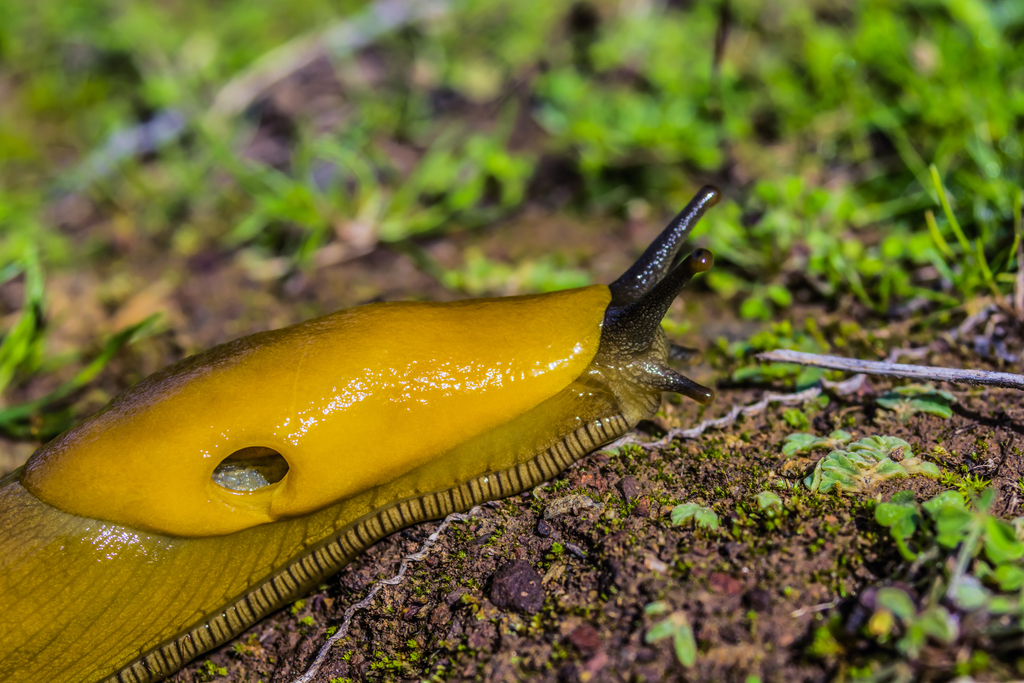 Ariolimax californicus (California Banana Slug), California species