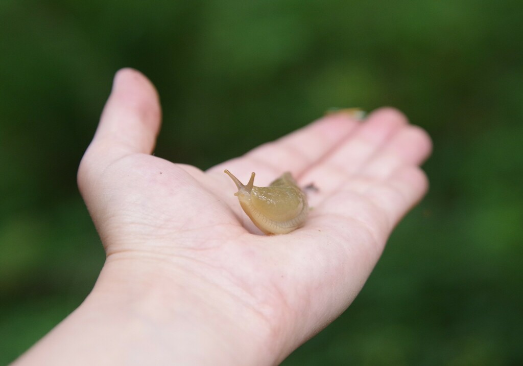 Ariolimax columbianus (Pacific Banana Slug), California species