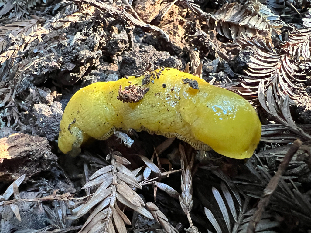 Ariolimax dolichophallus (Slender Banana Slug), California species