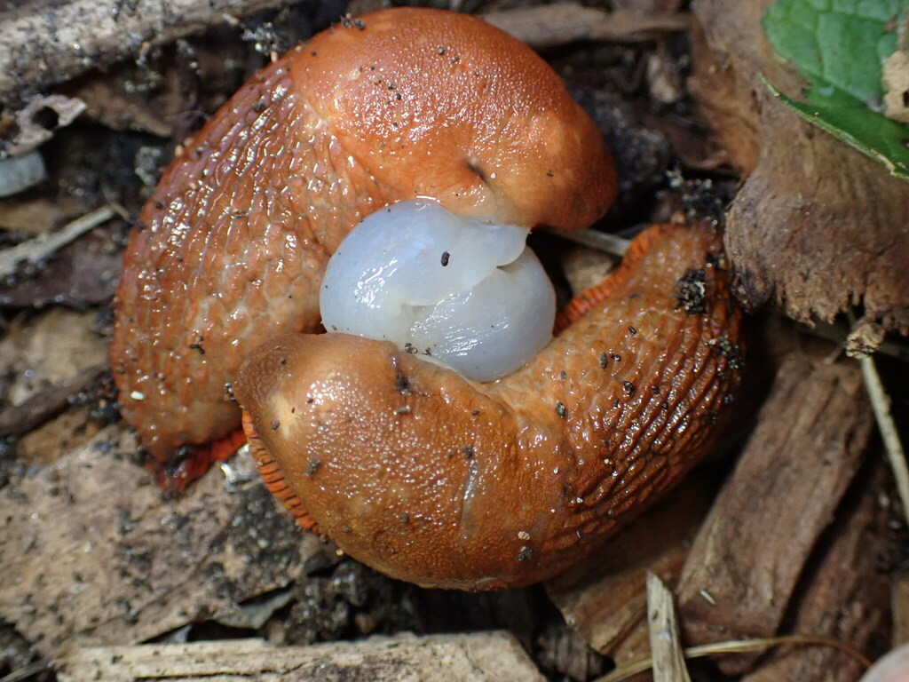 Arion ater (Black Slug), California species