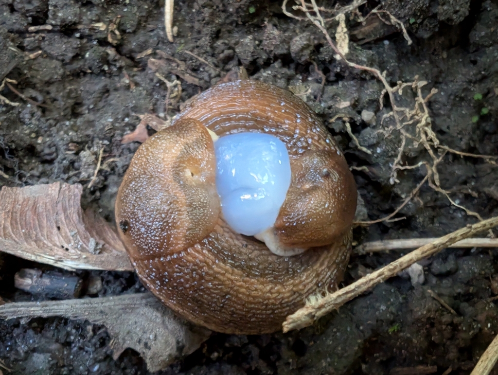 Arion subfuscus (Western Dusky Slug), California species