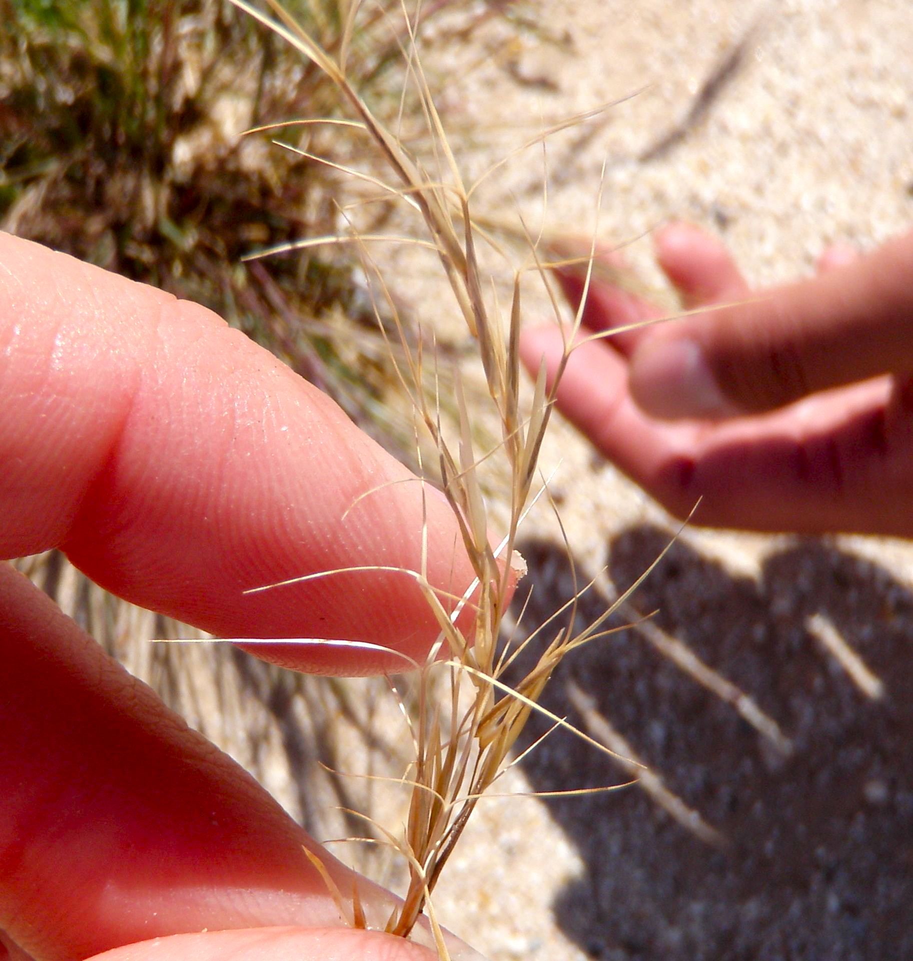 Aristida adscensionis (Sixweeks three-awn), native California grass