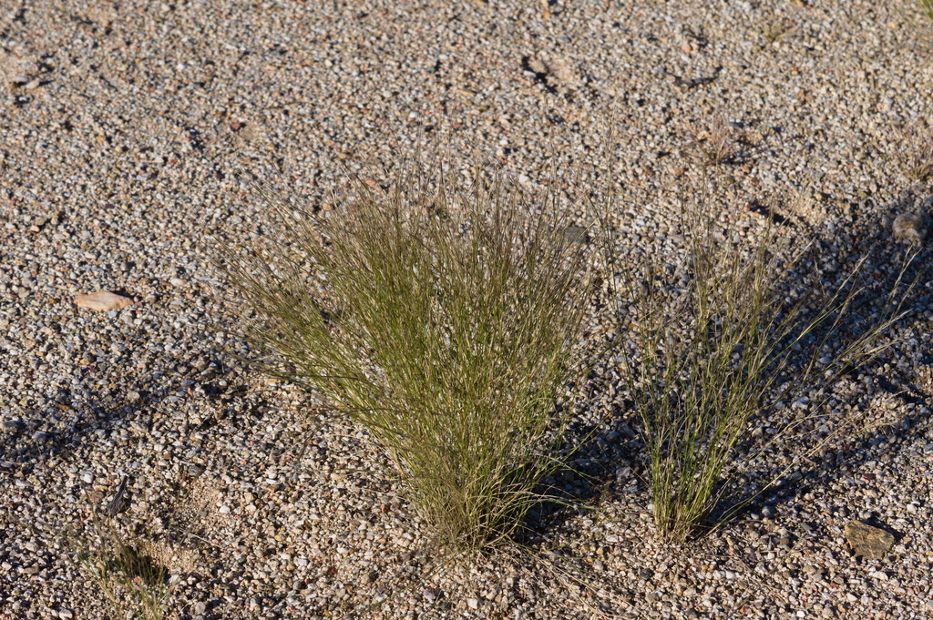 Aristida californica (California three-awn), native California grass