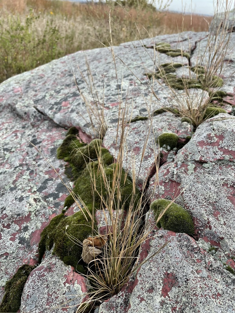 Aristida dichotoma (Churchmouse three-awn), non-native California grass