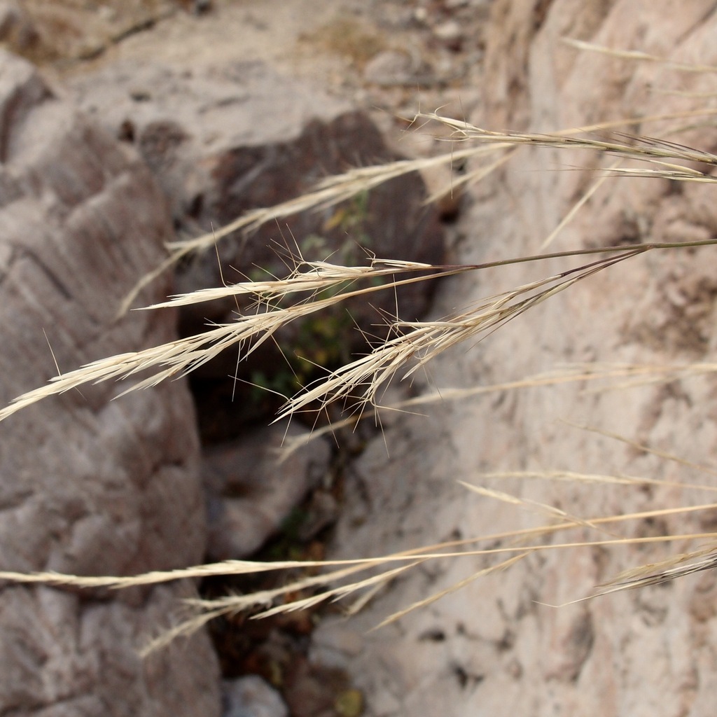 Aristida divaricata (Poverty three-awn), native California grass