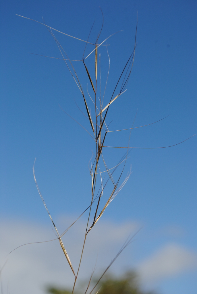 Aristida oligantha (Oldfield three-awn), native California grass
