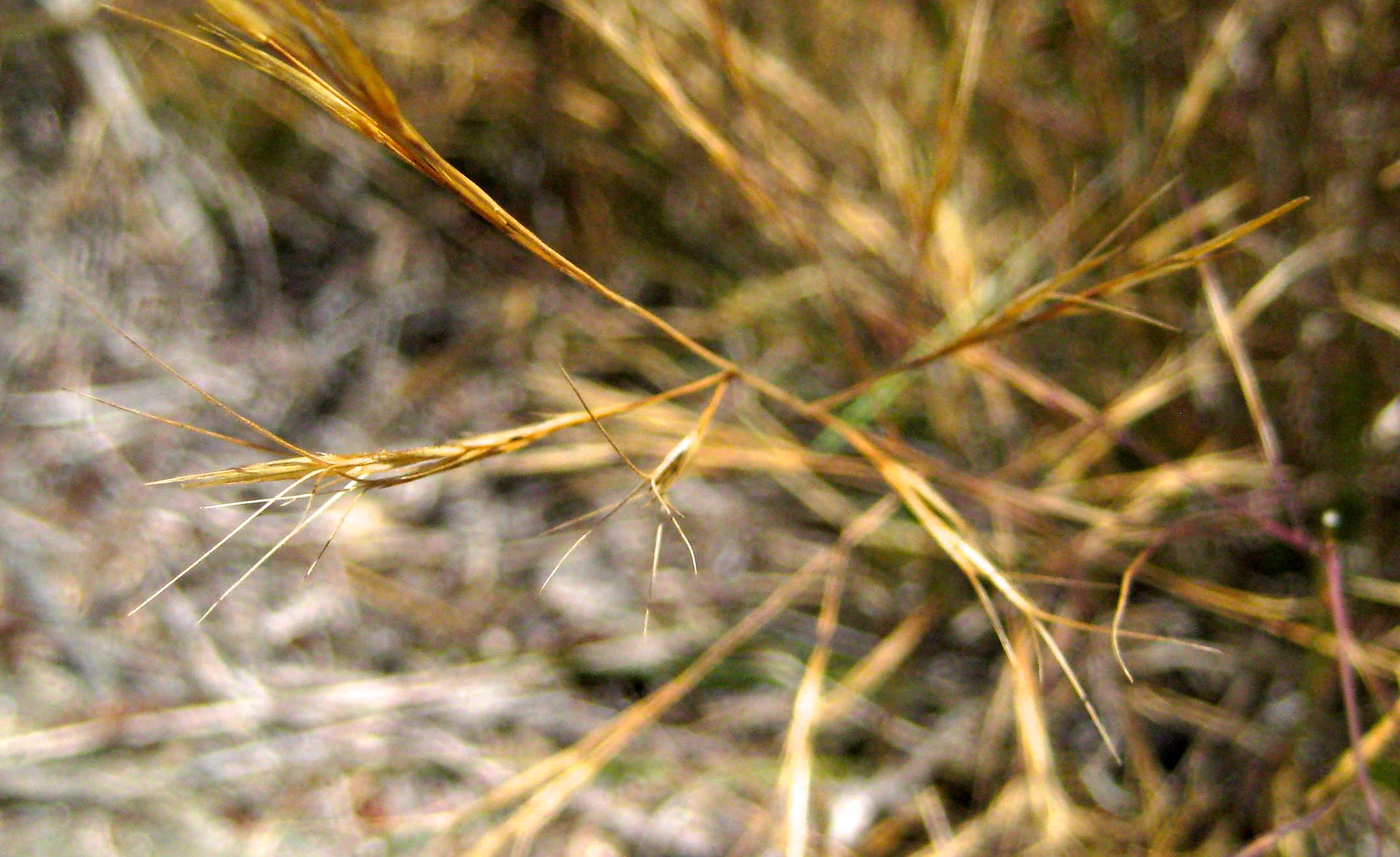 Aristida purpurea var. purpurea (Purple three-awn), native California grass
