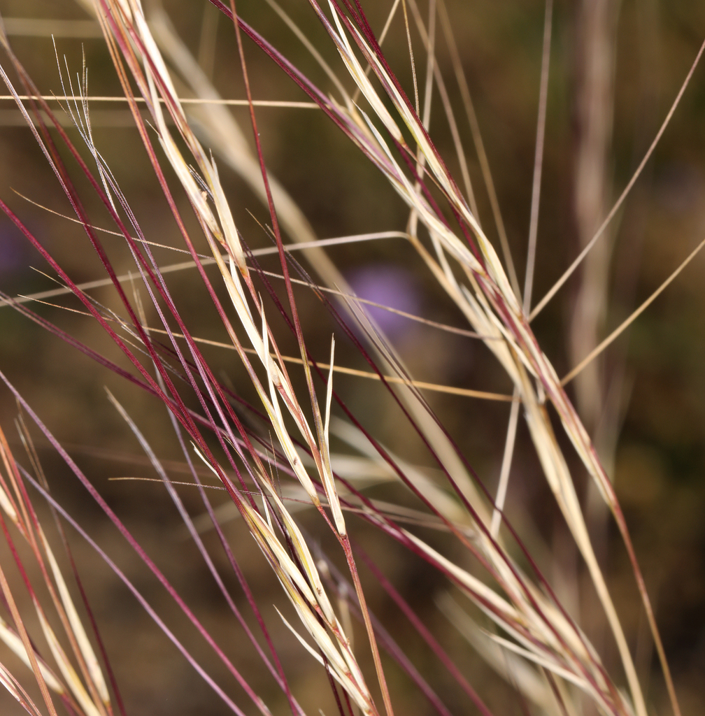 Aristida purpurea var. wrightii (Wright three-awn), native California grass