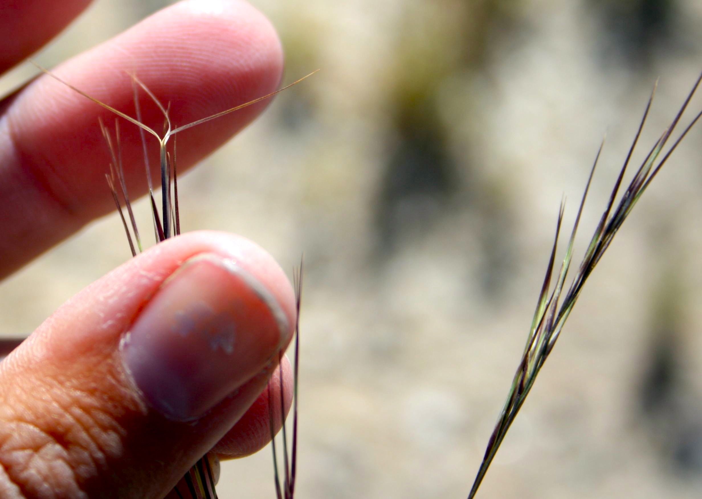 Aristida purpurea (Purple three awn), native California grass
