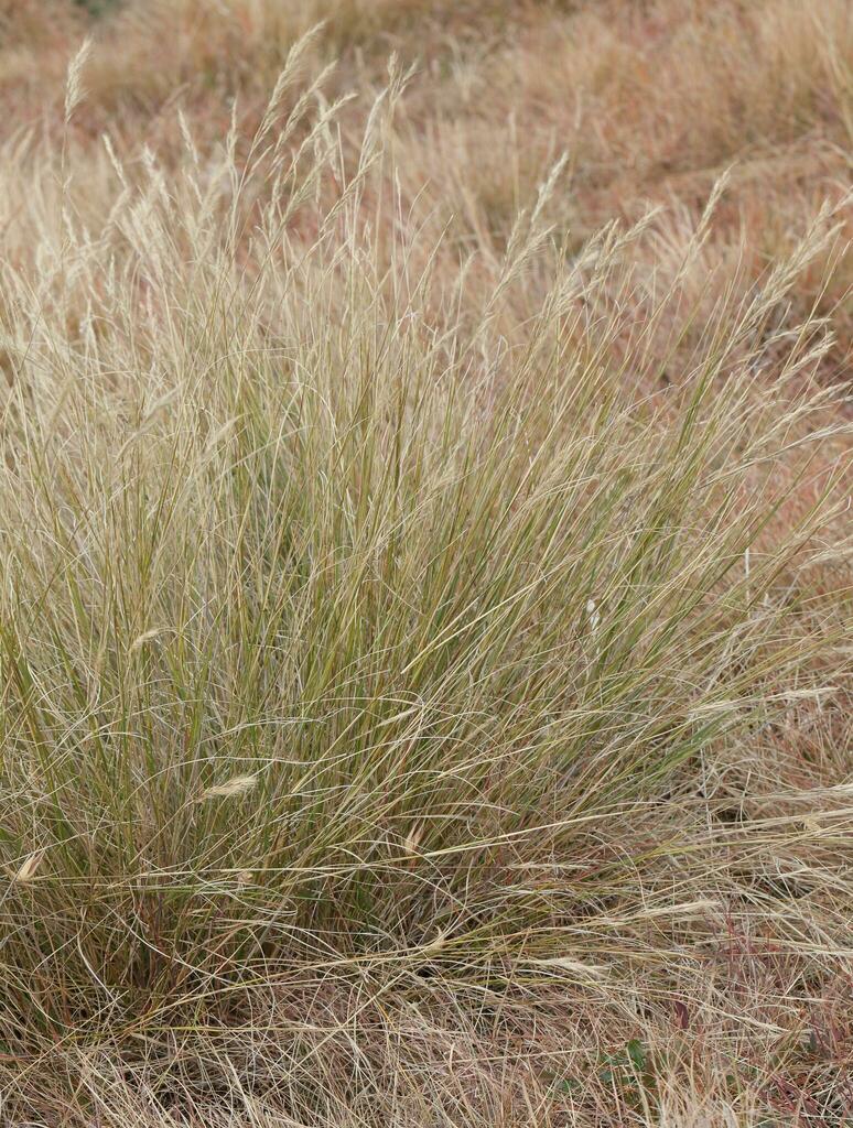 Aristida sp. (Three-awn), non-native California perennial