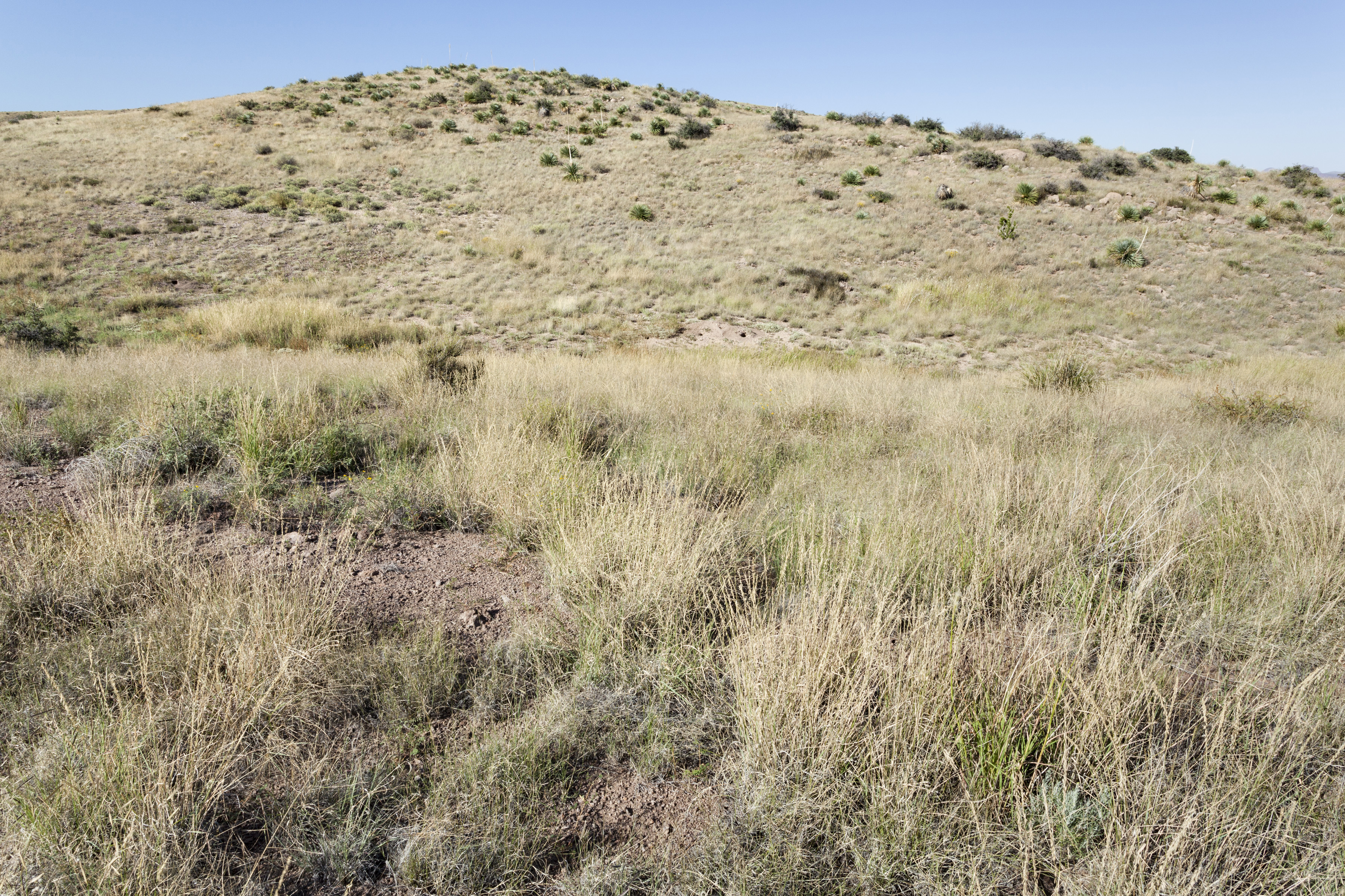 Aristida ternipes var. gentilis (Hook three-awn), native California grass