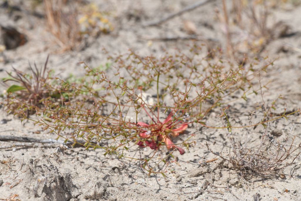 Aristocapsa insignis (Indian valley spineflower), native California herb