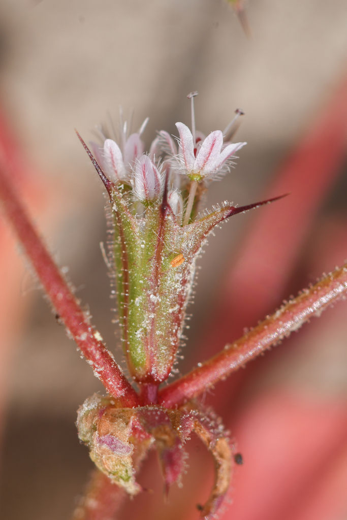 Aristocapsa sp., non-native California annual