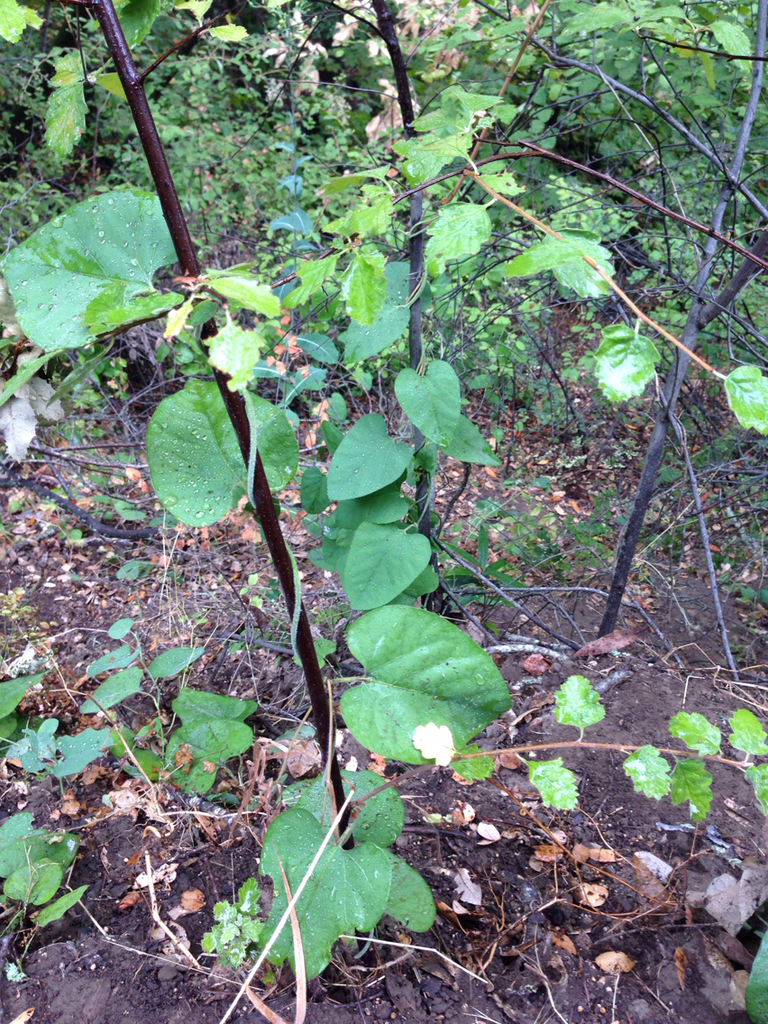 Aristolochia californica (California pipe vine), native California vine