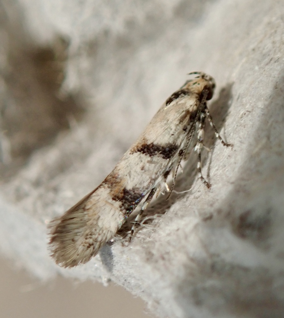 Aristotelia bifasciella (Two-banded Aristotelia), California species