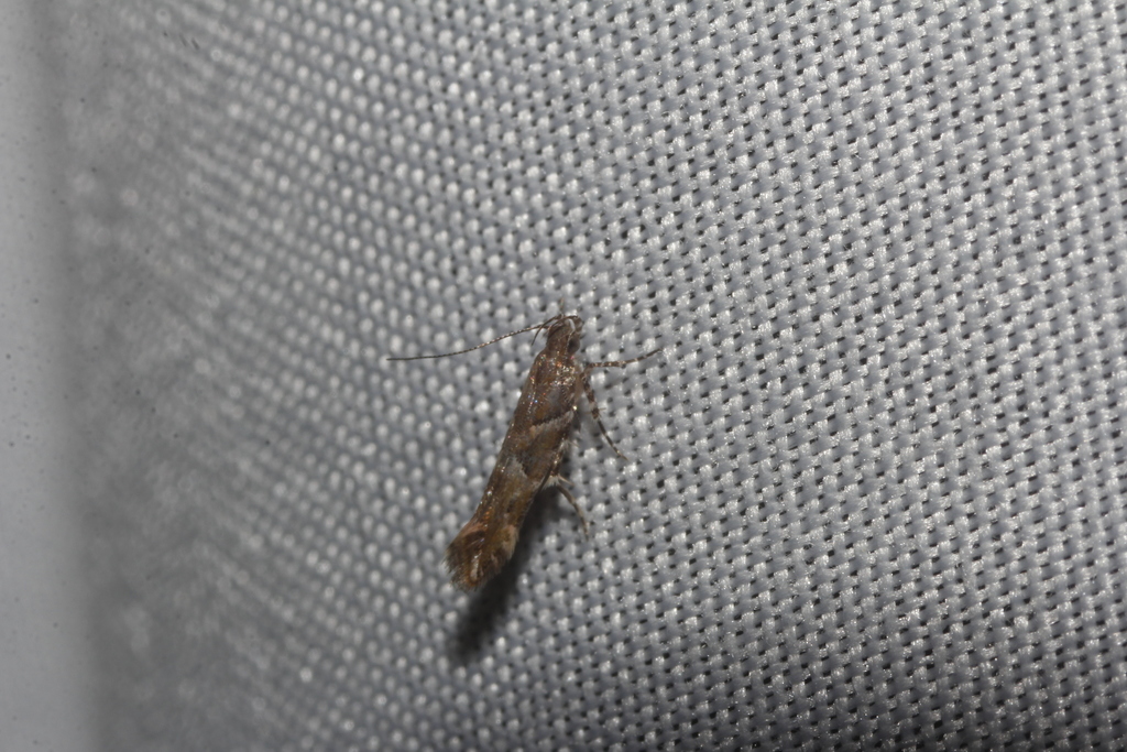 Aristotelia callens, California species