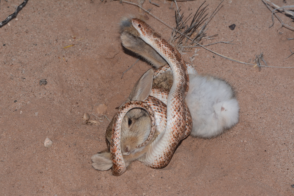 Arizona elegans occidentalis (California Glossy Snake), California species