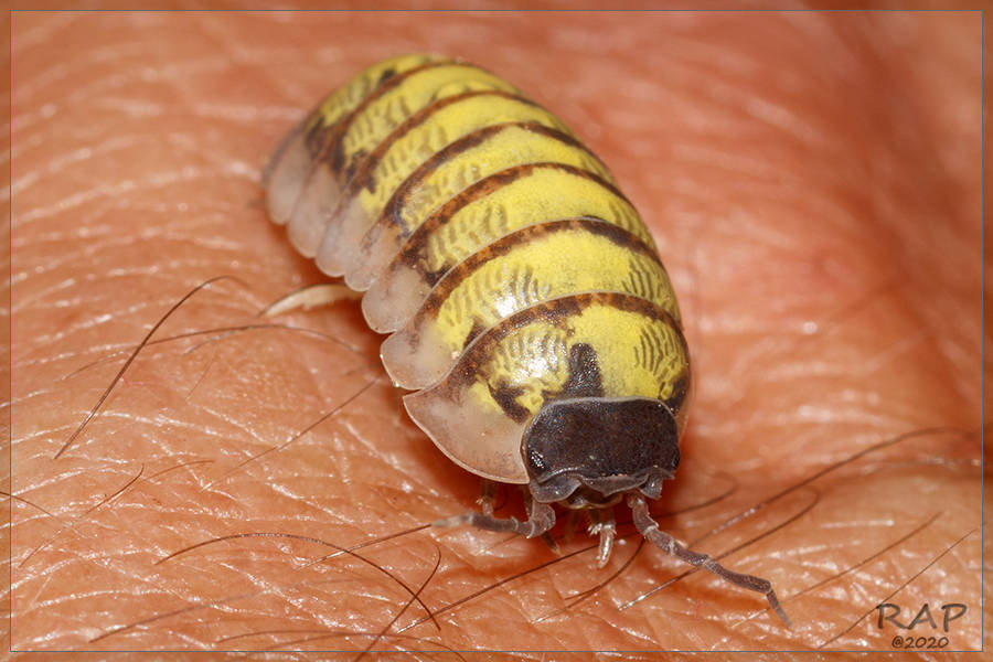 Armadillidium vulgare (Common Pill Woodlouse), California species