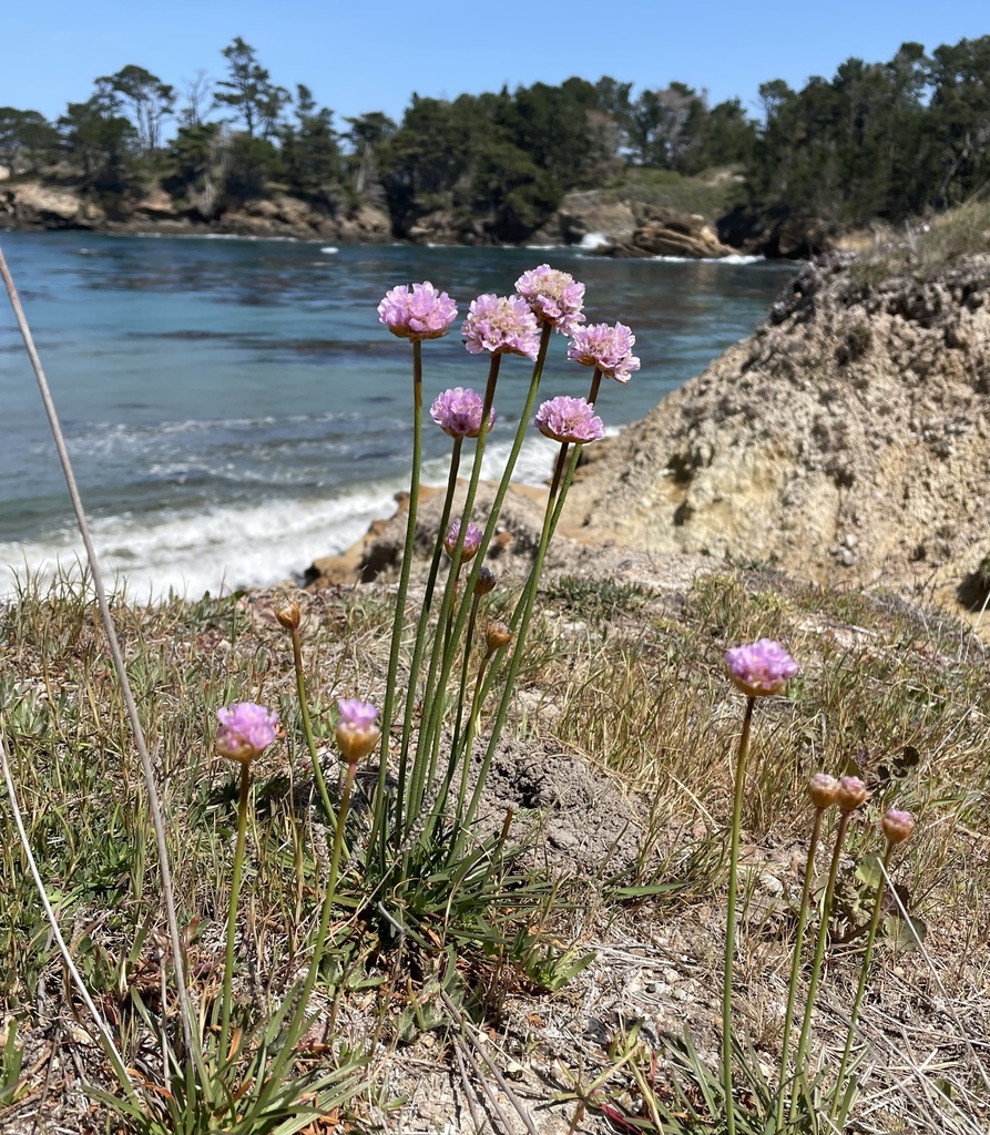 Armeria maritima subsp. californica, native California subshrub