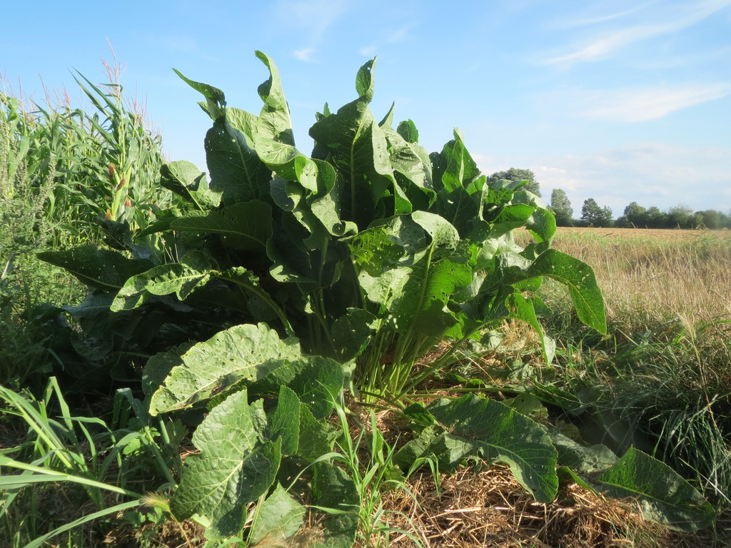 Armoracia rusticana (Horse radish), non-native California herb