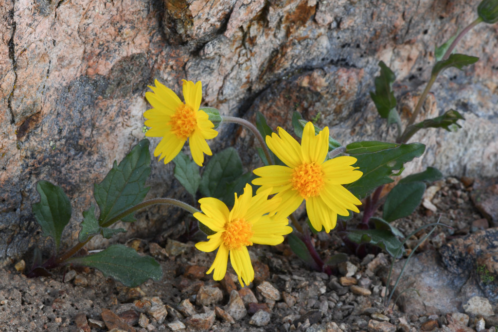 Arnica cernua (Serpentine arnica), native California herb
