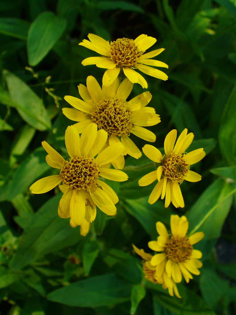 Arnica chamissonis (Chamisso arnica), native California herb