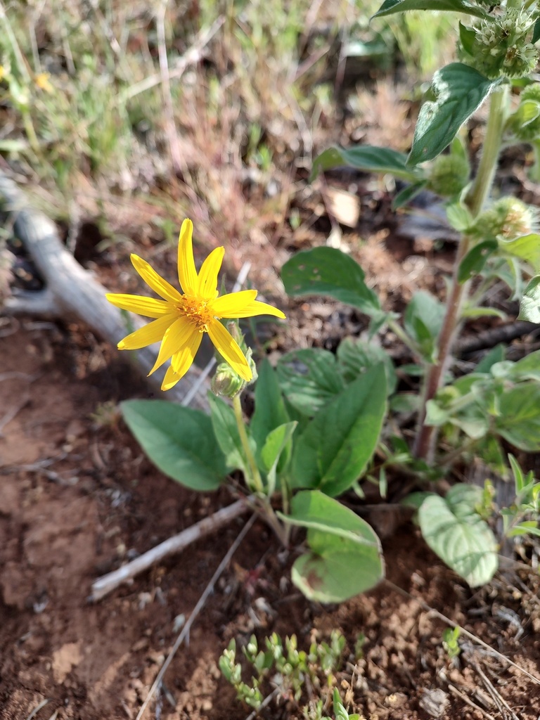 Arnica cordifolia (Heartleaf arnica), native California herb