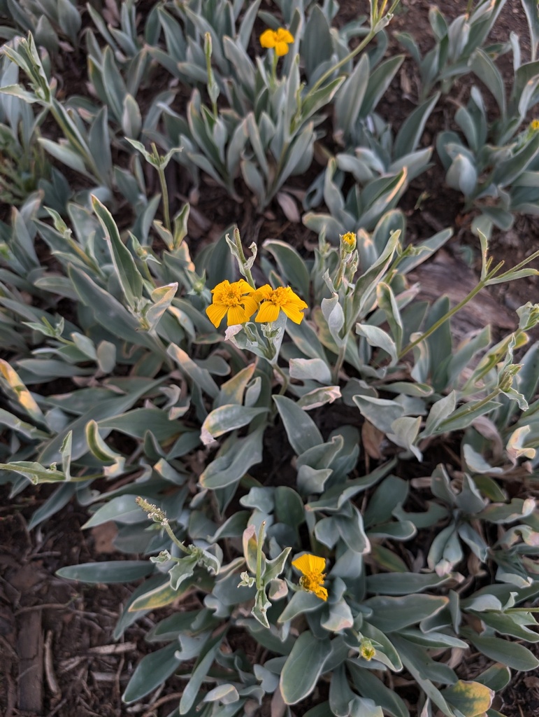 Arnica dealbata (Mock leopardbane), native California herb