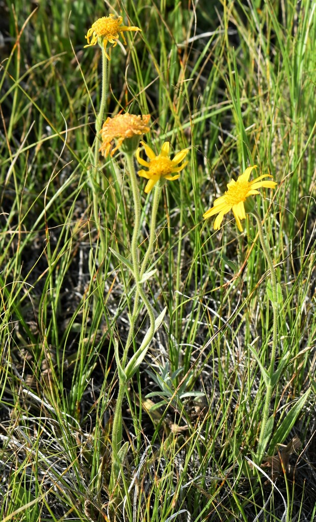 Arnica fulgens (Hillside arnica), native California herb
