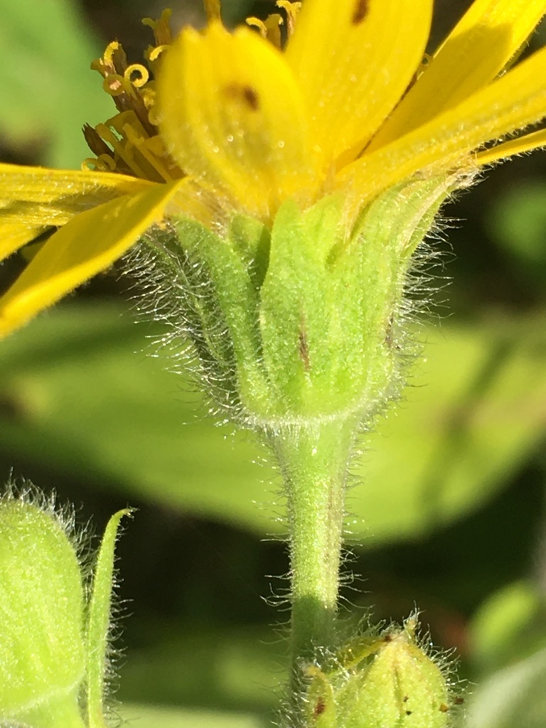 Arnica lanceolata subsp. prima (Clasping arnica), native California perennial