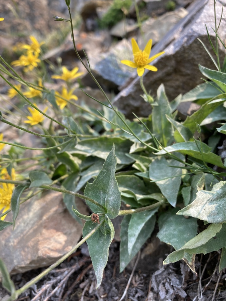 Arnica latifolia (Broadleaf arnica), native California herb