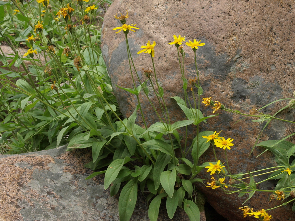 Arnica mollis (Hairy arnica), native California herb