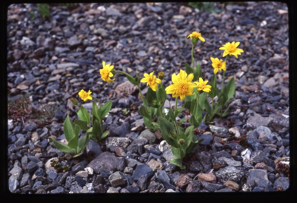 Arnica nevadensis (Sierra arnica), native California herb