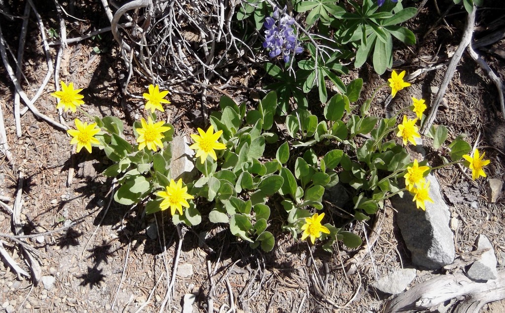 Arnica ovata (Sticky leaf arnica), native California herb