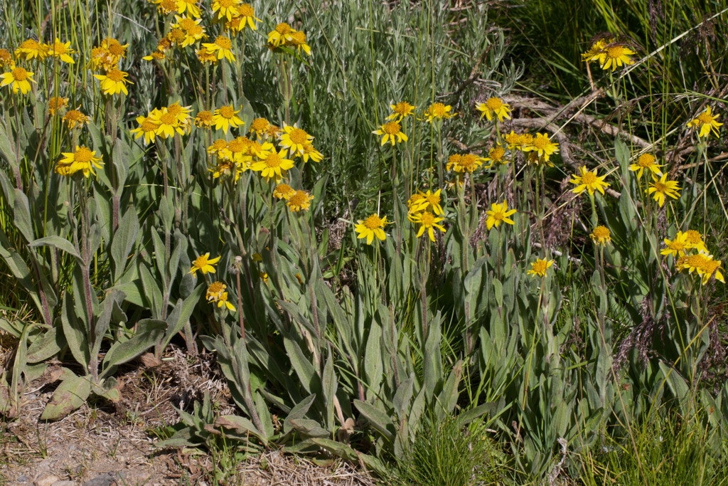 Arnica parryi (Nodding arnica), native California herb