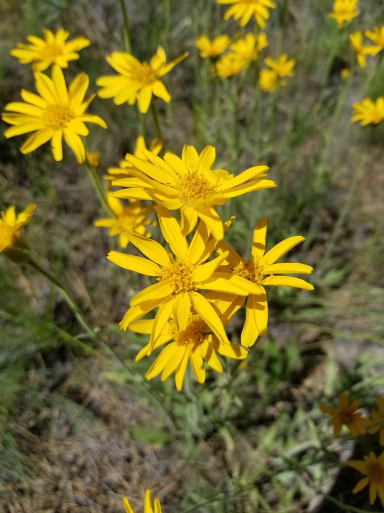 Arnica sororia (Twin arnica), native California herb