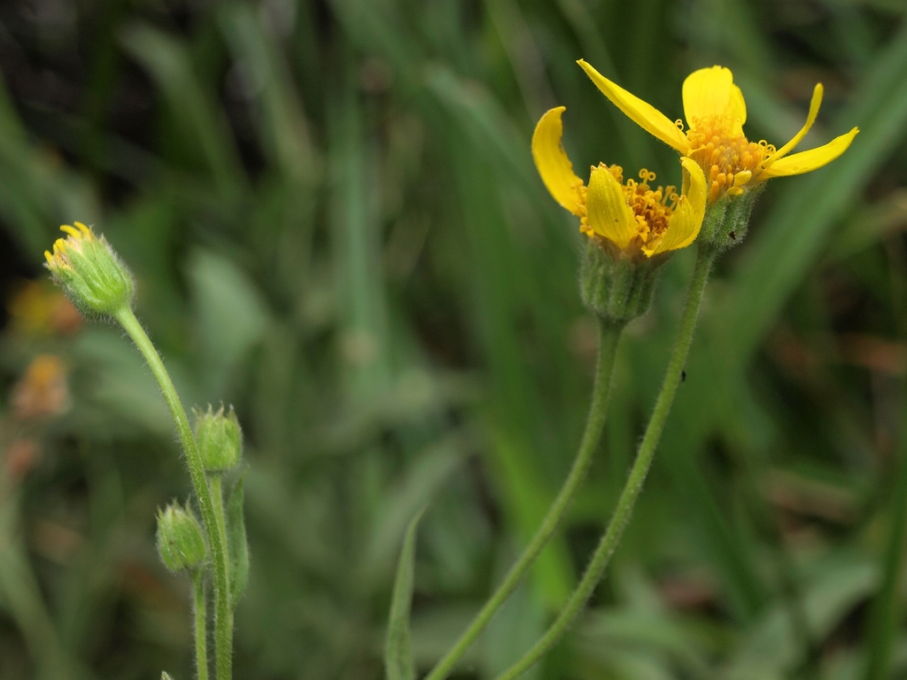 Arnica sp., non-native California perennial