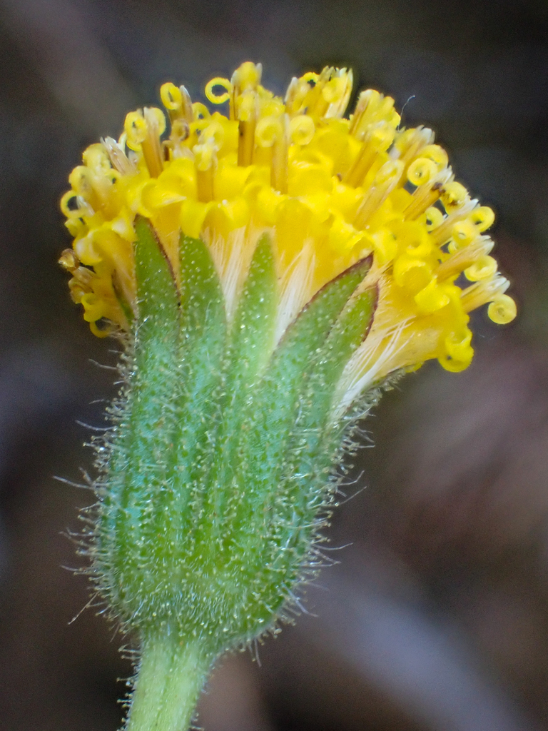 Arnica spathulata (Klamath arnica), native California herb