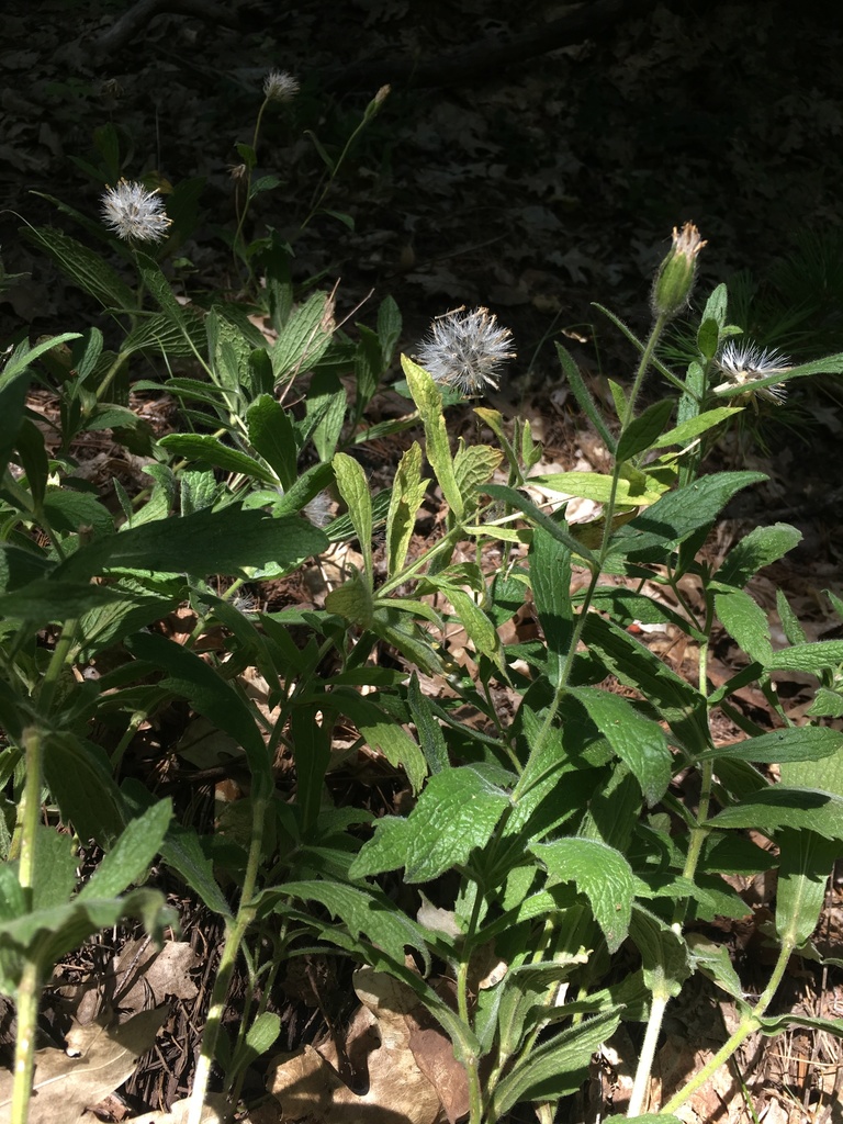 Arnica venosa (Shasta county arnica), native California herb