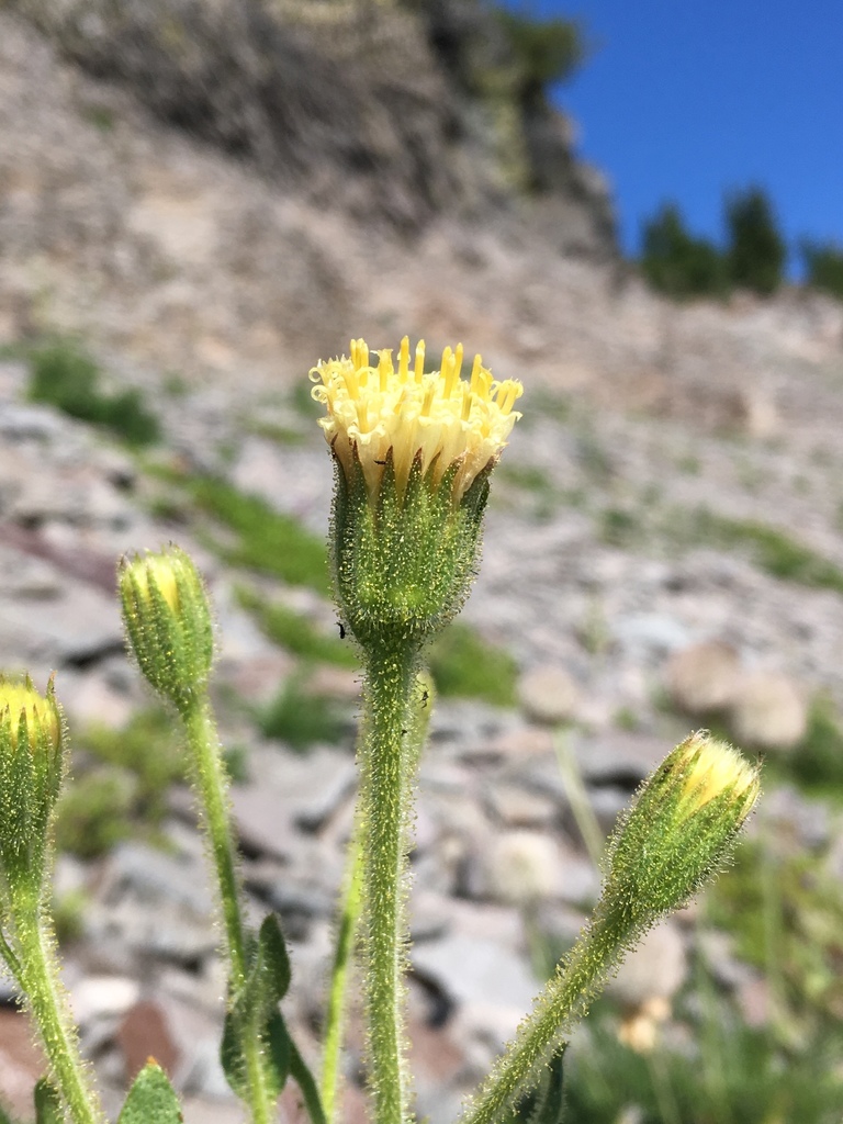 Arnica viscosa (Mount shasta arnica), native California herb