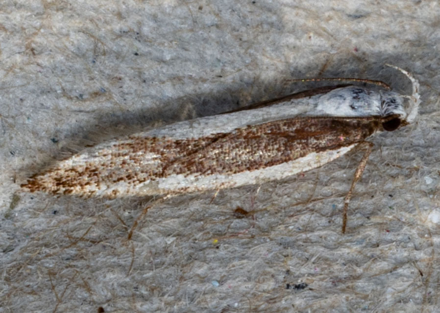 Aroga morenella (Moren’s Aroga Moth), California species