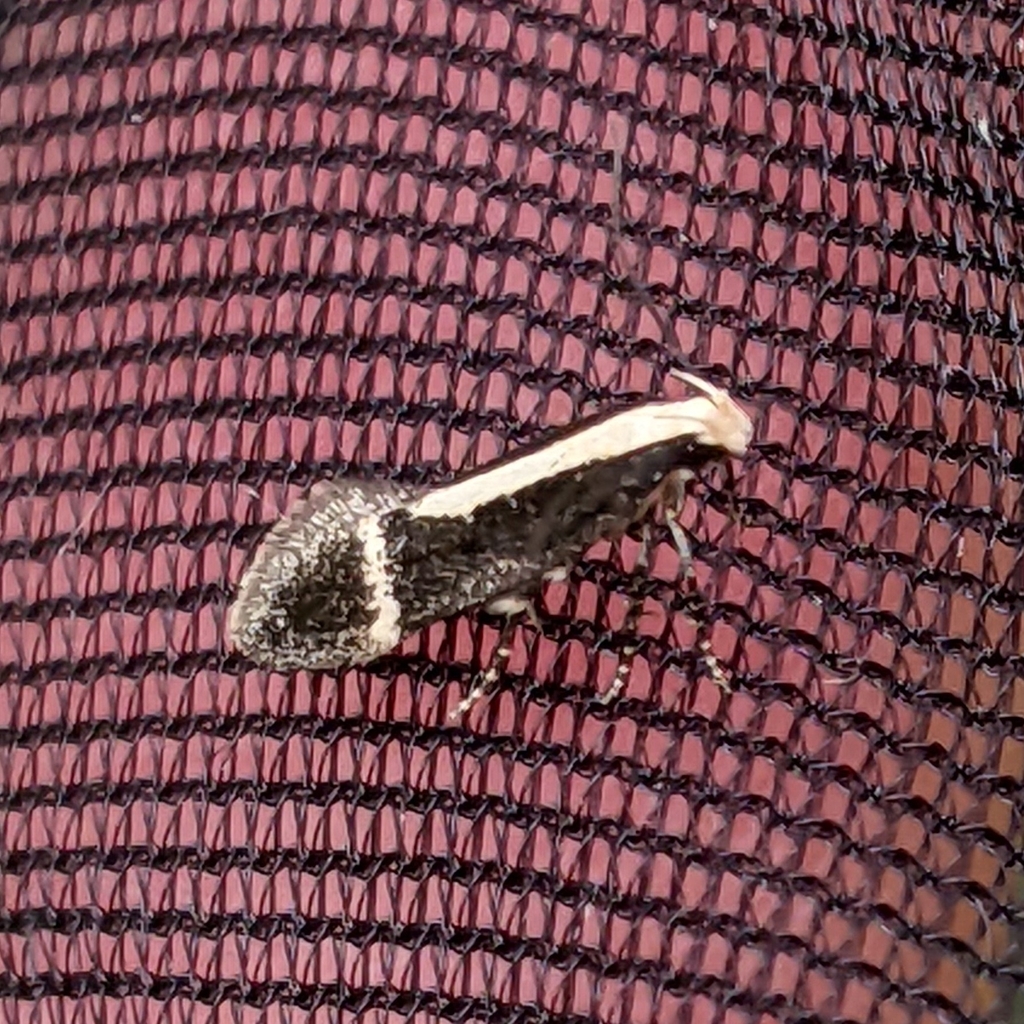 Aroga paraplutella (No common name), California species