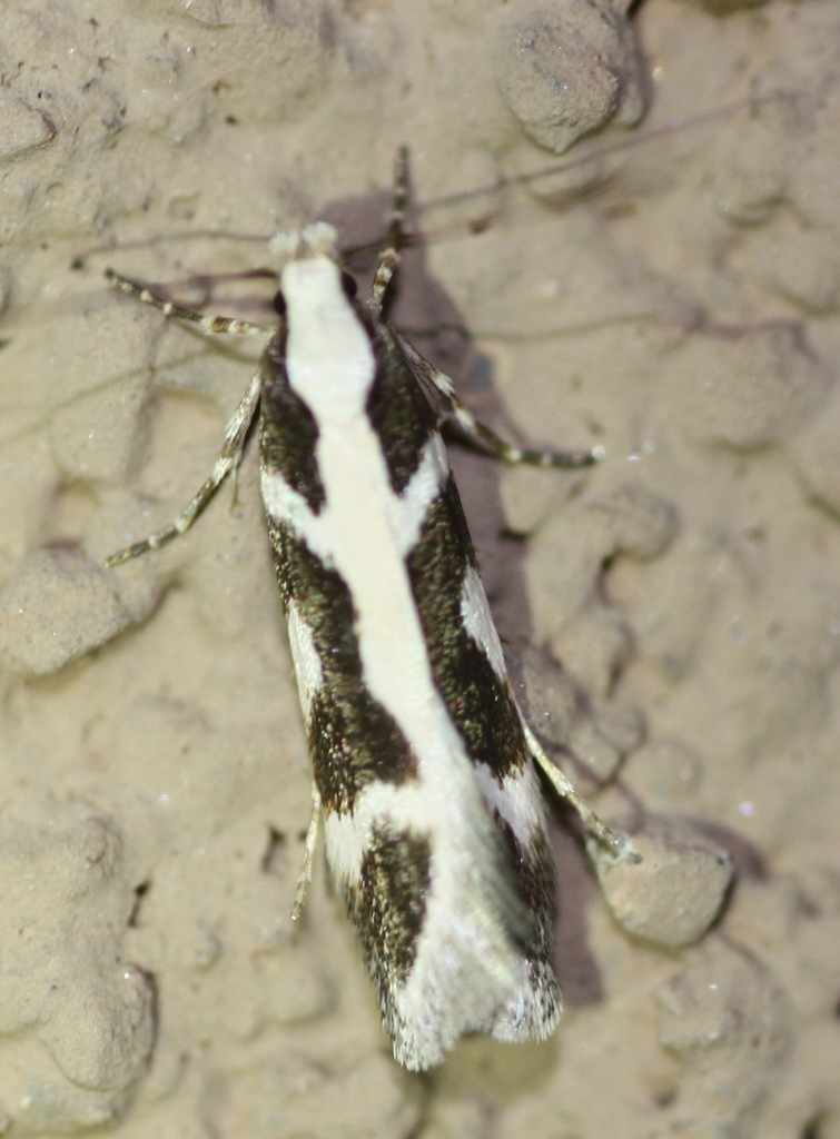 Aroga paulella, California species