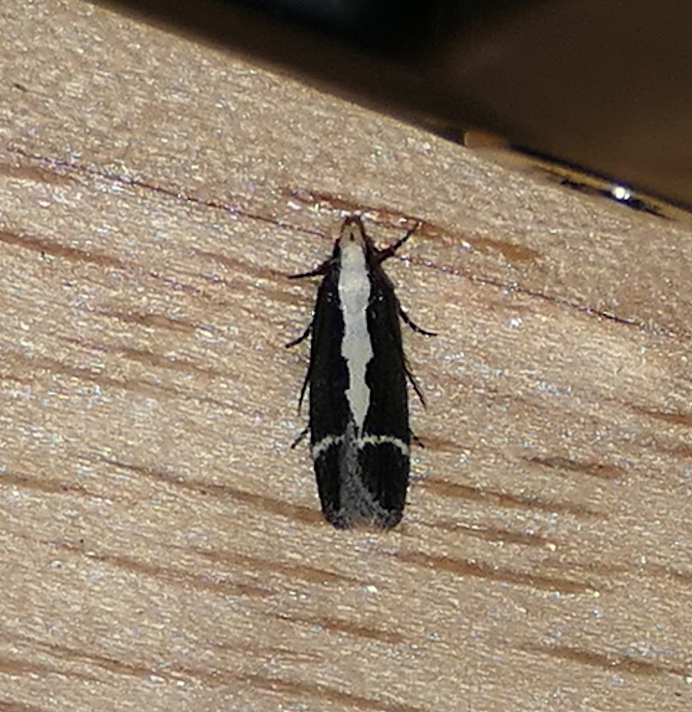Aroga unifasciella, California species
