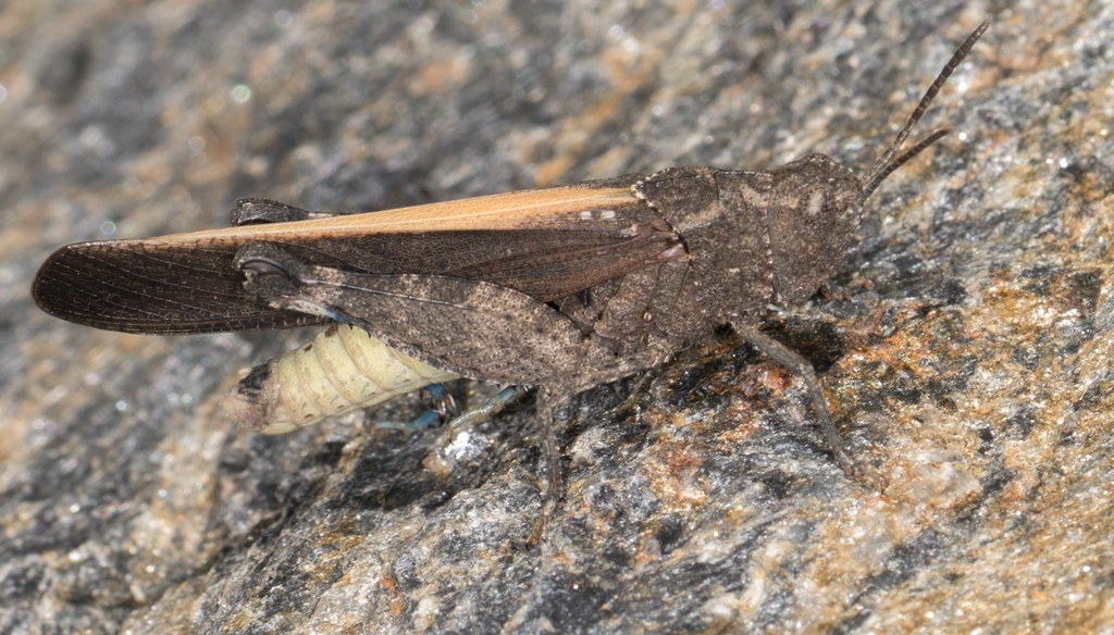 Arphia ramona (California Orange-winged Grasshopper), California species