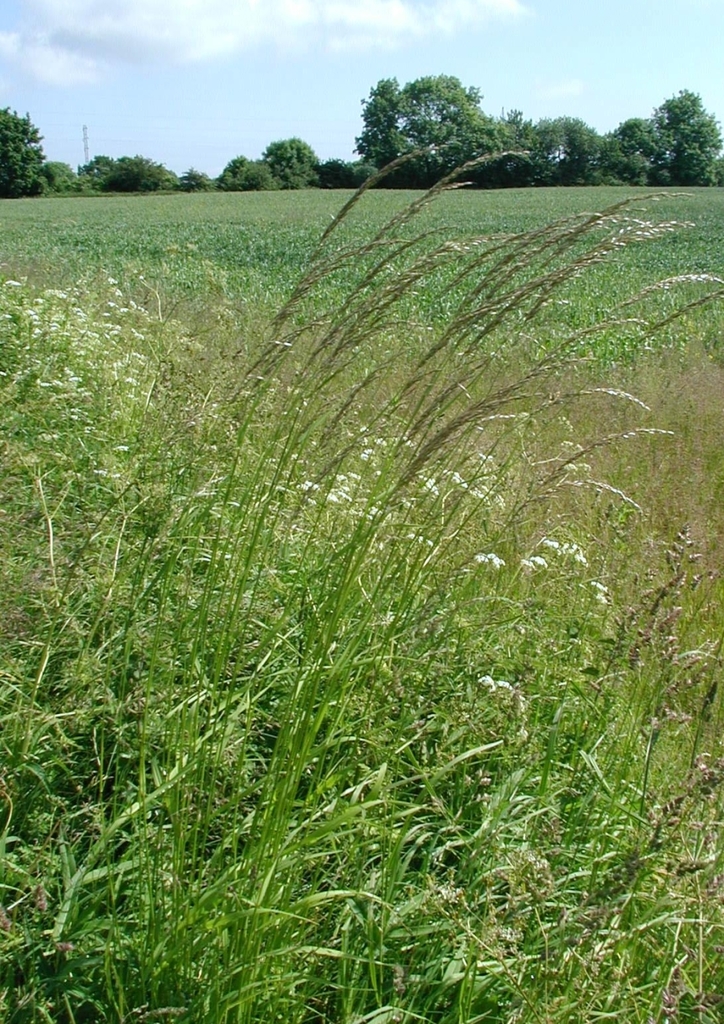 Arrhenatherum sp. (Oat grass), non-native California perennial